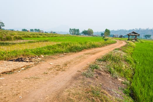 Rice field with a little farmer hut.