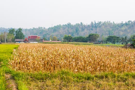 Dried Corn Field with Temple in Countryside.