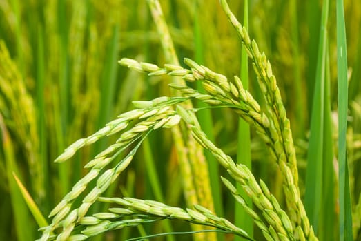 Grain Close-Up.