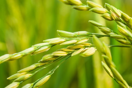 Grain Close-Up.