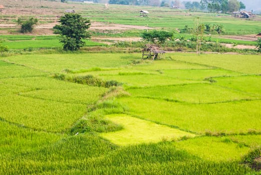 Heart Shaped of Rice Field in Countryside.