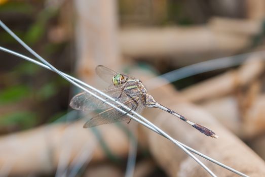 Dragonfly on wire, Close-Up.