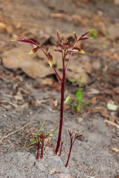 Sprout of Spondias Pinnata Plant.