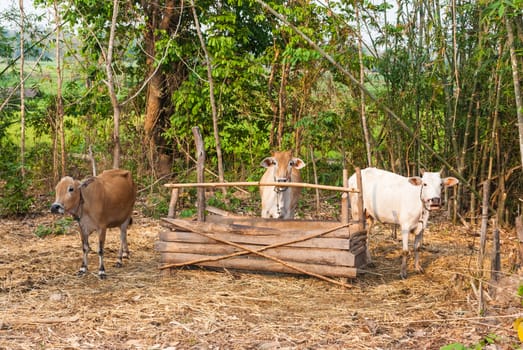 Cow Farm in Countryside with Wood Food Container.