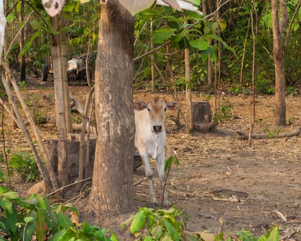 Calf behind Big Tree in Countryside.