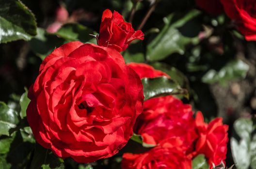 A red rose in the International Rose Test Garden in Portland, Oregon