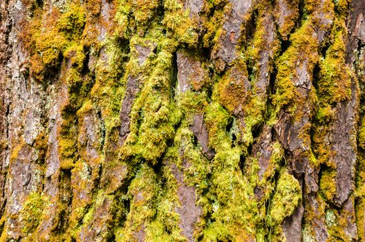 Moss covered tree bark texture