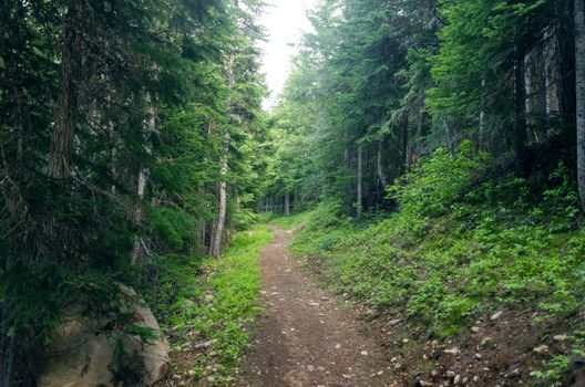 Path running through an evergreen forest in Oregon