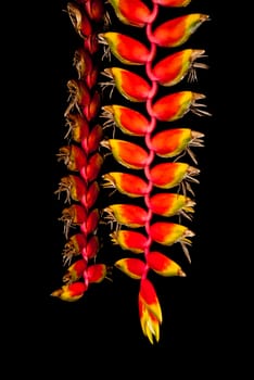 Bunch of Bird of Paradise Flower, Isolated.