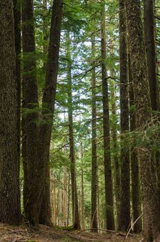 Pine trees in Mt. Hood National Forest