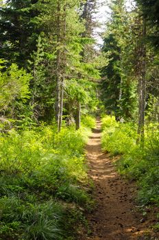 Trail passing through a lush green forest in Oregon