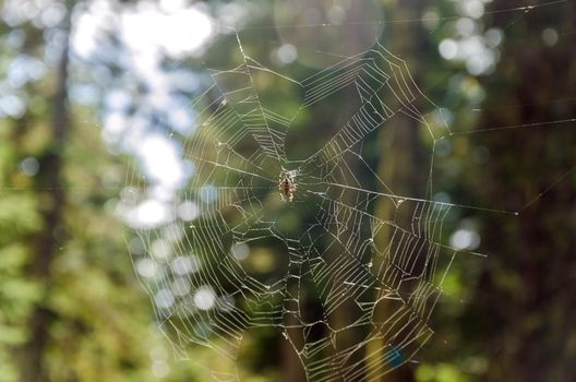 Spider on a spiderweb in a forest