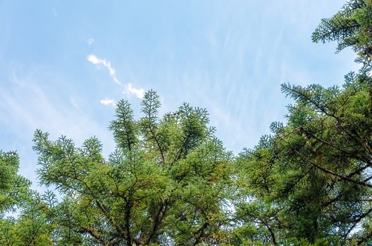 Looking up at pine tree branches and blue sky