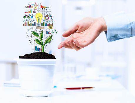 Close-up image of human hand and pot with money tree