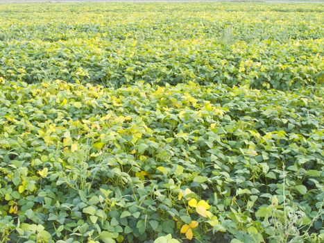 Cultivated seedling soybean field in farmland