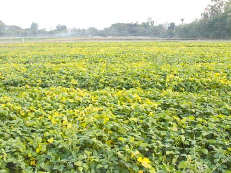 Cultivated seedling soybean field in farmland