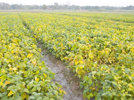 Cultivated seedling soybean field in farmland