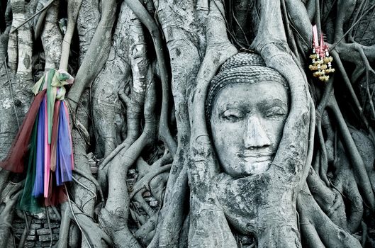 Buddah head in the roots of a old tree in Ayutaya Thailand