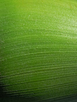 close-up of a palm tree