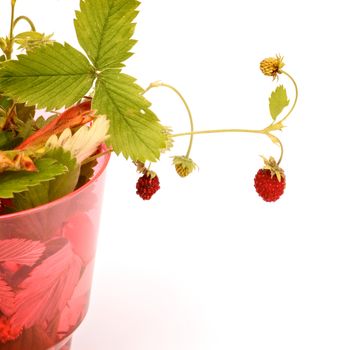 Wild Strawberry with Stems and Leafs in Red Glass isolated on white background