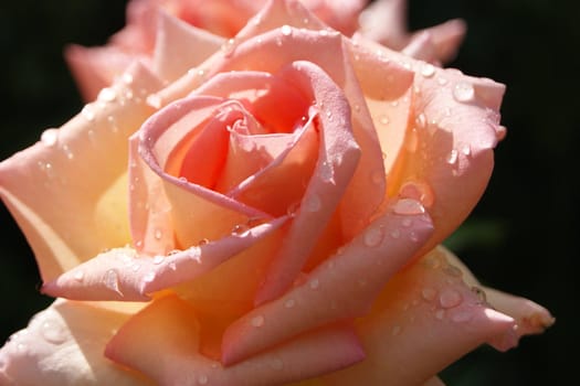 A pink rose photographed after a shower of rain.