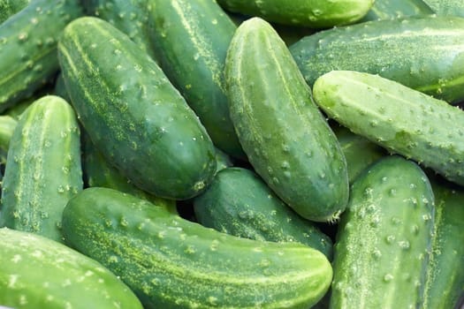 Pile of fresh large green cucumbers after harvest