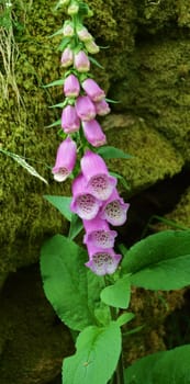 An image Of a Foxglove plant in flower.