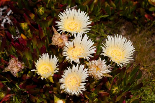 Carpobrotus edulis is a creeping, mat-forming succulent species and member of the Stone Plant family Aizoaceae, one of about 30 species in the genus Carpobrotus.