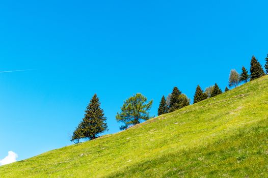 Coniferous trees growing on a hillside and background of blue sky
