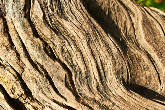 Old tree background close up