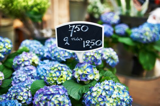 Amsterdam flower market close up details