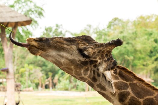 Giraffe eating of yard long bean from traveler