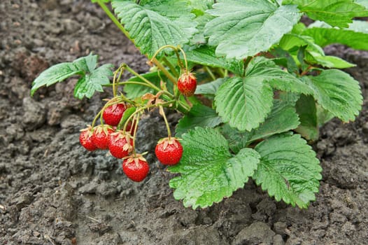 Bush of ripe strawberry growing in a garden. Closeup