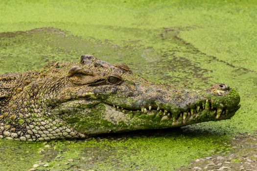 Close-up on crocodile  lying in farm, Thailand