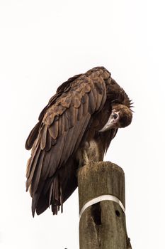 A large vulture standing on a wooden telephone pole with its head down