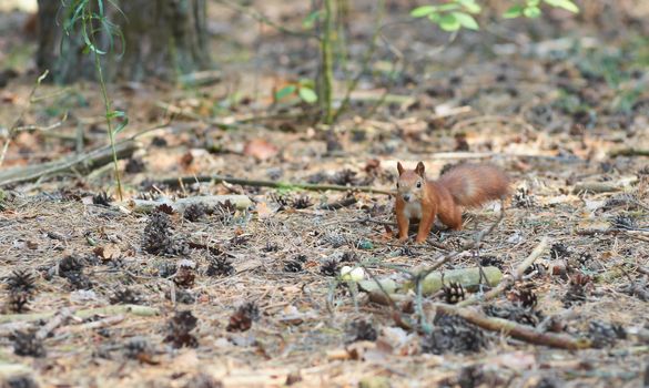 Cute furry squirrel in a pine forest in summer