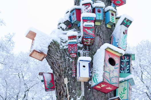 decorative colorful painted bird houses nesting box hang on large old tree trunk covered with snow in winter.