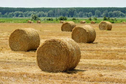 Hay bales on a summer stubble field after harvest