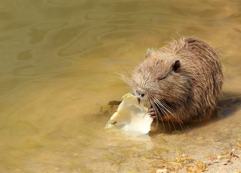 Nutria eat cabbage at a pond (Myocastor coypus)