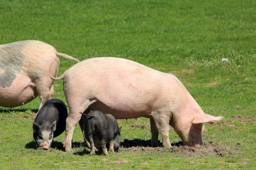 Pig with piglets grazing in the meadow