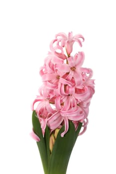 hyacinth flower buds on the white background (Hyacinthus)
