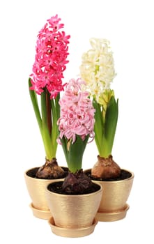 hyacinth flower buds on the white background (Hyacinthus)