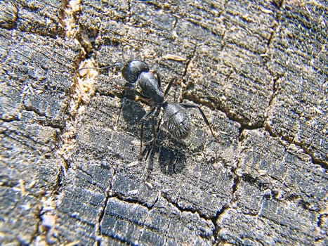 Big black ant crawling on tree.