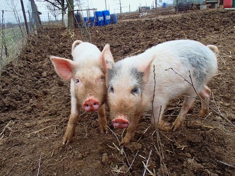 Two cute piggies posing