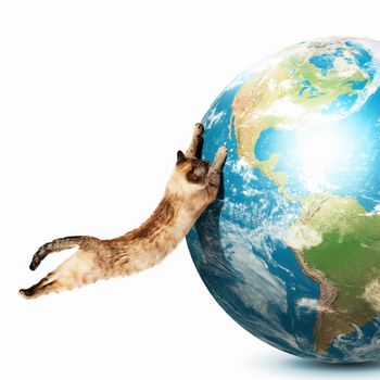Siamese cat playing with globe. Elements of this image are furnished by NASA