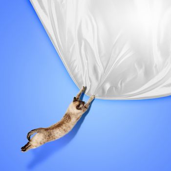 Image of jumping Siamese cat playing with with sheet