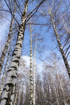 landscape forest birch trees