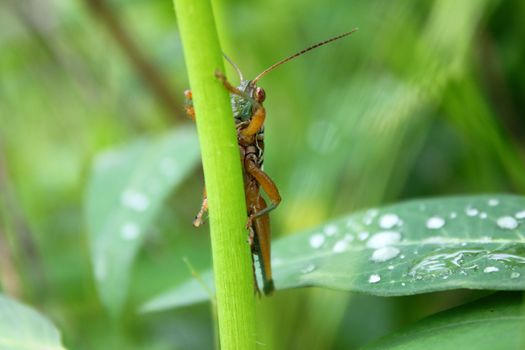 grasshopper stick to leaf
