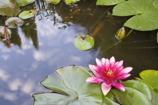 Pink Waterlily Flower Blooming in Backyard Koi Pond with Reflection of Clouds in the Sky