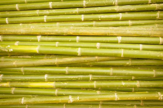 Abstract nature bamboo background.